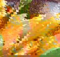 Spice Village - eTourism Australia