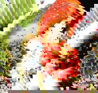 Wildernis Cafe and Bar - eTourism Australia