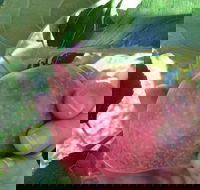 Darkes Glenbernie Orchard - eTourism Australia