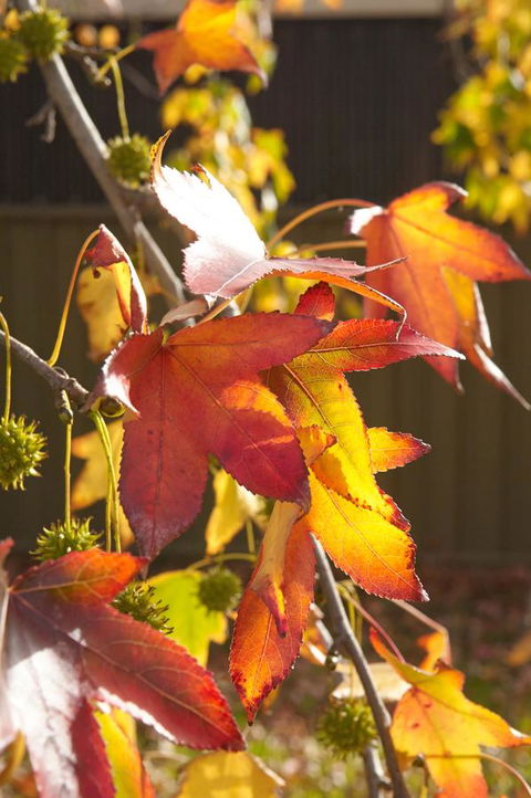 Motel Mount Gambier - eTourism Australia 22