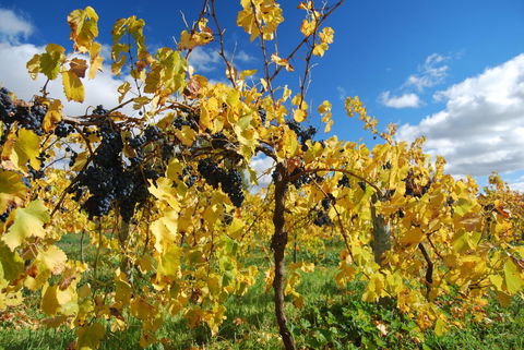 Novotel Barossa Valley Resort - eTourism Australia 10