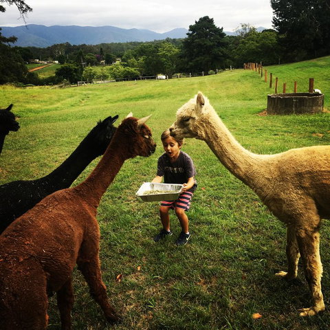 The Lodge Bellingen - eTourism Australia 44