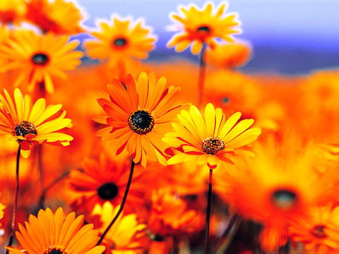 Beaches Serviced Apartments - eTourism Australia 31