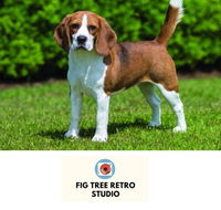 Fig Tree Retro Studio - eTourism Australia