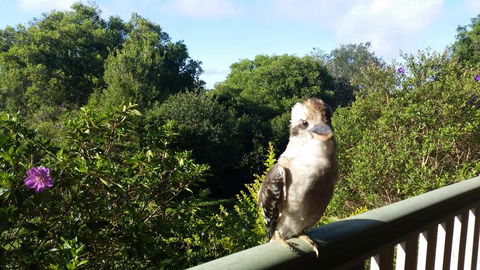 Gumtree House Montville - eTourism Australia 3