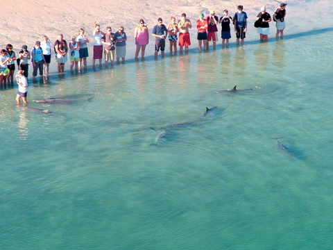 RAC Monkey Mia Dolphin Resort - eTourism Australia 4