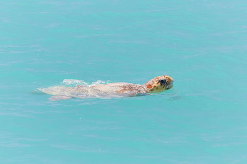 RAC Monkey Mia Dolphin Resort - eTourism Australia 20