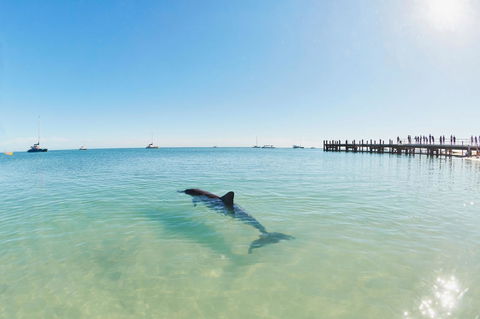 RAC Monkey Mia Dolphin Resort - eTourism Australia 1