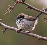 Free Spirit Pods - eTourism Australia