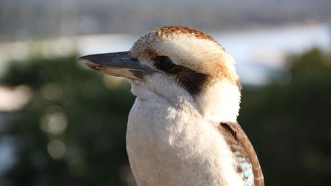 BAY OF FIRES ECO HUT Off Grid Experience At Binalong Bay - eTourism Australia 19