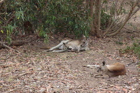 Great Ocean Road Resort - eTourism Australia 17