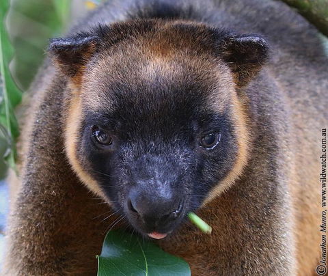 The Pond Cottage - eTourism Australia 0