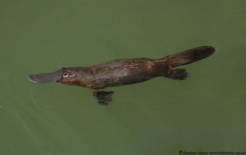 The Pond Cottage - eTourism Australia 1