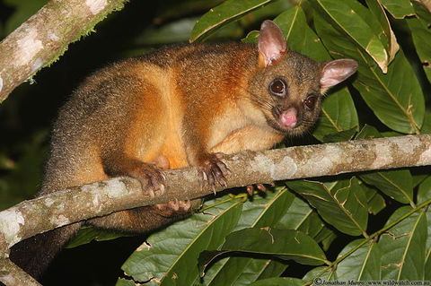 The Pond Cottage - eTourism Australia 2