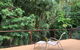 Tranquil Setting In Buderim - thumb 1
