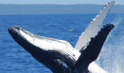 Fairways Golf & Beach Retreat Bribie Island - eTourism Australia 14