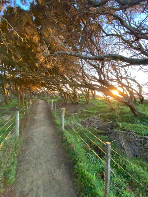 Anglesea Rivergums - eTourism Australia 3