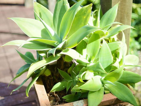 Apple Tree Cottage Montville - eTourism Australia 13