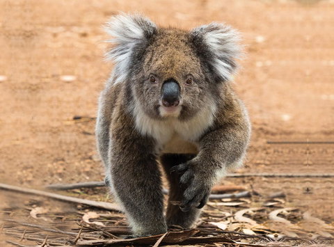 Hanson Bay Cabins - eTourism Australia 5