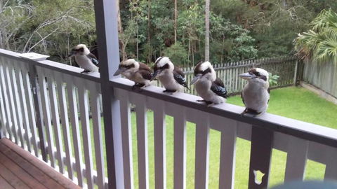 Near To Everything Yet In A Rainforest Setting - eTourism Australia 1