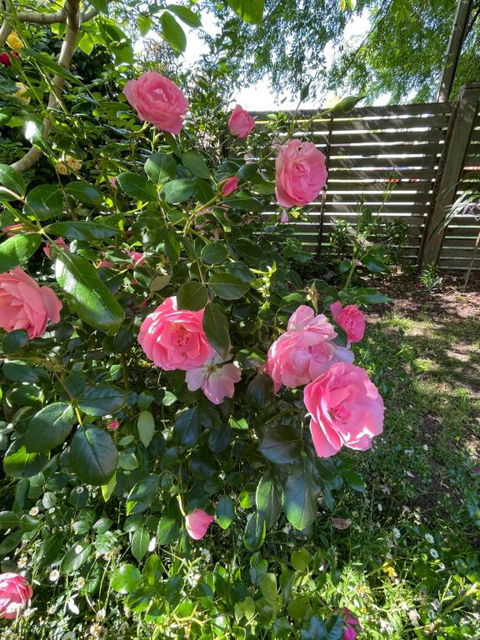 Rosehaven On Rosebud - eTourism Australia 1