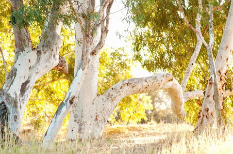 Wooramel River Retreat - eTourism Australia 3