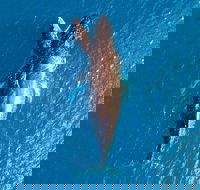 Buccaneer Explorer - eTourism Australia