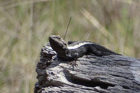 Inside The Greater Blue Mountains World Heritage - A Private Wildlife Safari Overnight - eTourism Australia 2