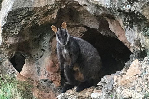 Inside The Greater Blue Mountains World Heritage - A Wildlife Safari Overnight - eTourism Australia 1