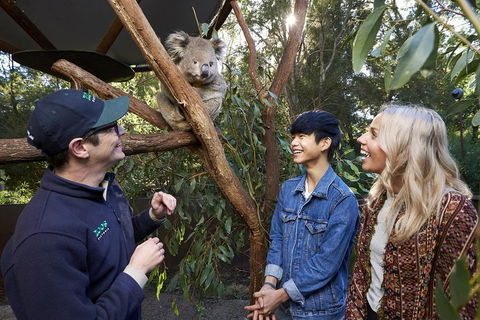 VIP Sanctuary Tour At Healesville Sanctuary Ticket - eTourism Australia 1