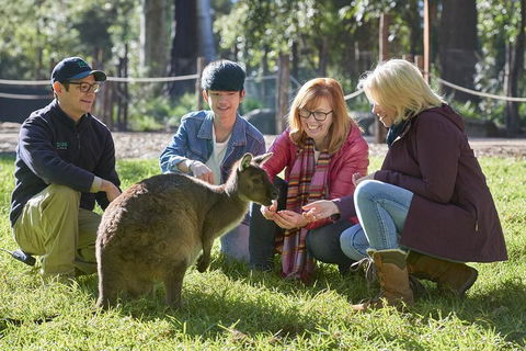 VIP Sanctuary Tour At Healesville Sanctuary Ticket - eTourism Australia 2