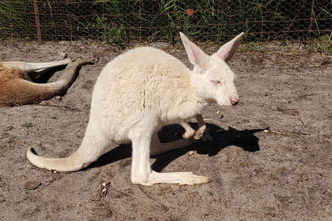 Very Best Of Perth Tour - Wildlife Park & City Highlights Tour - eTourism Australia 3