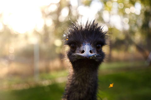 Victor Harbor And McLaren Vale Wine Region Day Tour - eTourism Australia 2