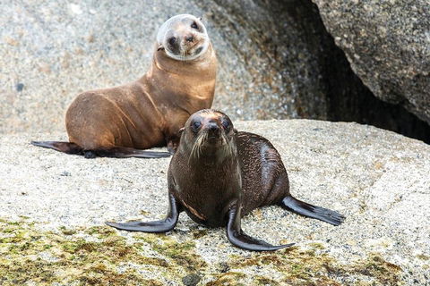 Victor Harbor And McLaren Vale Wine Region Day Tour - eTourism Australia 4