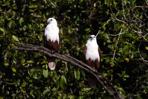 Whitsunday Crocodile Safari Including Lunch - eTourism Australia 2