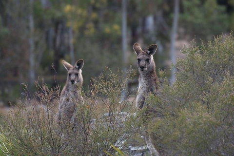 Inside The Greater Blue Mountains World Heritage - A Wildlife Safari Overnight - eTourism Australia 2