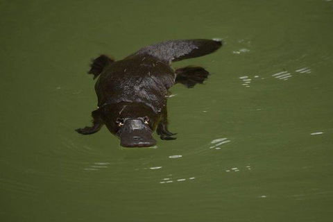 Inside The Greater Blue Mountains World Heritage - A Wildlife Safari Overnight - eTourism Australia 5