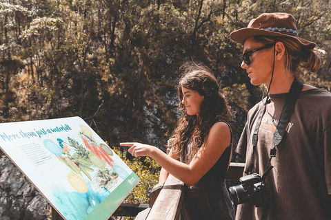 Springbrook AndTamborine Rainforest Tour Incl Natural Bridge And Glow Worm Cave - eTourism Australia 0