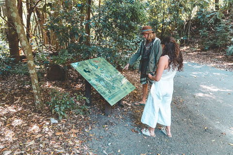 Springbrook AndTamborine Rainforest Tour Incl Natural Bridge And Glow Worm Cave - eTourism Australia 5