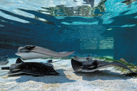 Lunch And General Admission Entry At AQWA - eTourism Australia 1