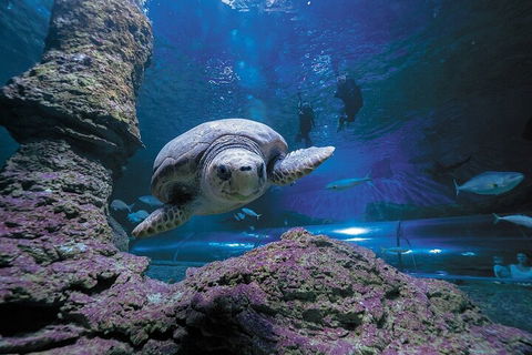 Lunch And General Admission Entry At AQWA - eTourism Australia 5